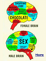 Recent studies highlight a long-held suspicion about the brains of males and females. They're not the same.